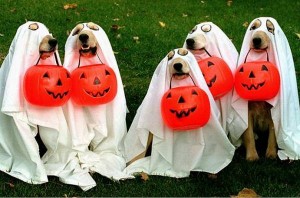 dog-ghosts