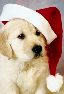 christmas puppy